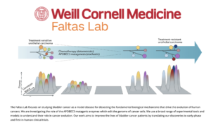 Weill Cornell Medicine